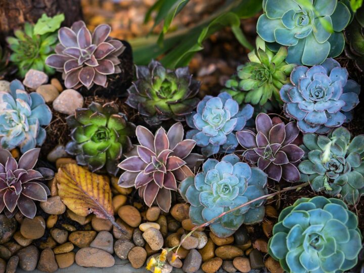 Jardn de Plantas